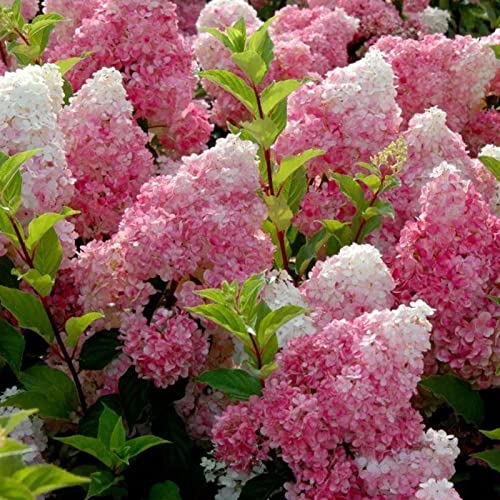 Sementes de Plantas Ornamentais HALOPPE 50 Peças (Rosa) Haloppe - Lâmpadas de plantas e flores - semelhes, ornamentais, rosa