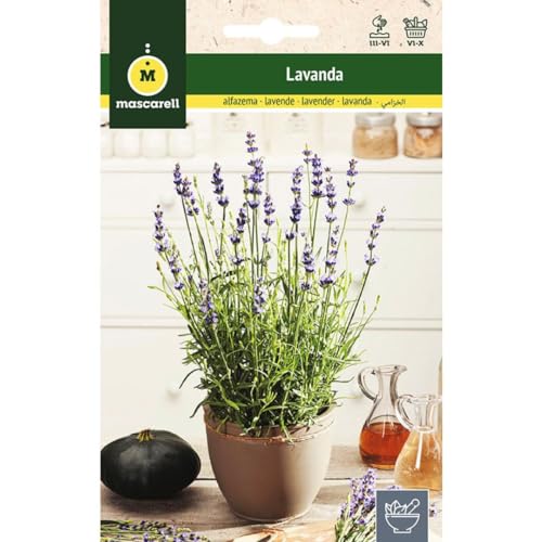 Sementes Lavanda Mascarell (Recondicionado Como Novo) Mascarell Semillas, S.L. - Sementes - sementes, lavanda, mascarell, recondicionado