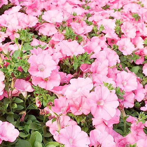 Sementes de Flores PETUNIA (Rosa - 1.5 cm) Luojuny - Lâmpadas de plantas e flores - petunia, rosa, 1.5 cm