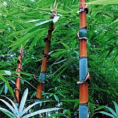 Sementes de Plantas de Bambu HALOPPE 100 Unids Haloppe - Lâmpadas de plantas e flores - sementes, plantas, bambu, fácil, rápida