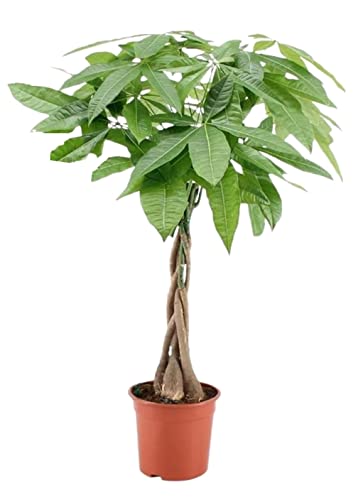 Planta com Caixa de Plantas Pachira Aquatica Conjunto 1 Pote 17 Cm Altura 60-70 Cm PLANT IN A BOX Plant in a Box - Móveis de exterior - caixa, pachira aquatic, 17 cm, 60-70 cm