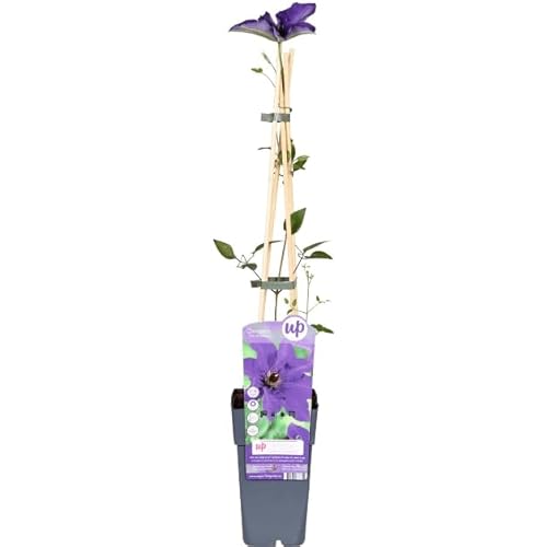 Planta Treliça CLEMATIS 'MAYA' (Rosa - 60 cm) DECOALIVE - Plantas - treliça, 60 cm, rega automática, suporte