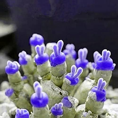 Sementes de Plantas Ornamentais 100/300 Unidades lamphle - Lâmpadas de plantas e flores - ornamentais, 100 unidades