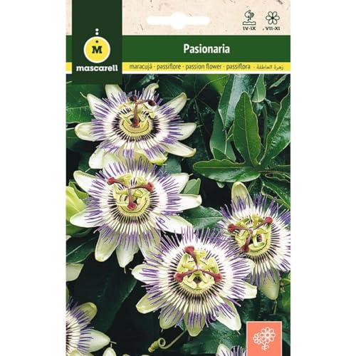 Sementes de Flores MASCARELL Passionaria Trepatadora Mascarell Semillas, S.L. - Sementes - sementes, flores, mascarello, passionaria, trepatadora