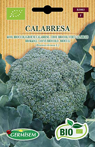 Sementes de Broccoli GERMISEM (Vermelho - 1.5g) Germisem Sementes - Sementes - sementes, broccoli, germisen, vermelho