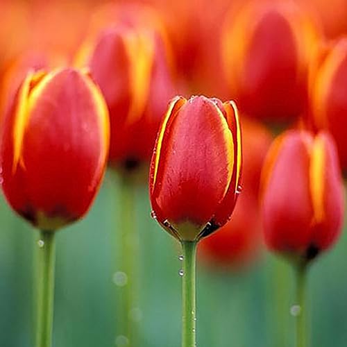 Sementes de Tulipa (Bulbo - 50 Un) - Cor: Rosa lamphle - Lâmpadas de plantas e flores - tulipa, bulbo, rosa