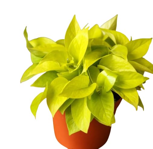 Planta Decorativa POTO Amarelo (1 Peça - 25cm) DECOALIVE - Plantas - amarelo, verde, pvc, 2,5cm