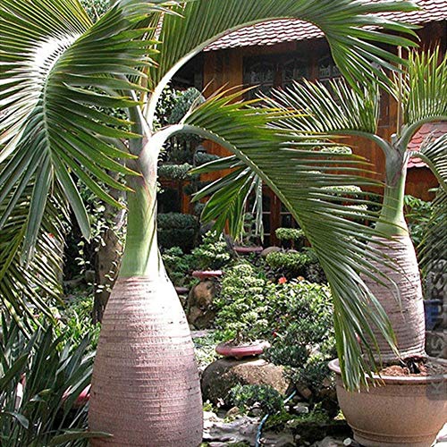 Sementes de Palmeira em Forma de Garrafa de 100 Peças XQxiqi689sy - Lâmpadas de plantas e flores - palmeira, garrafa, 100 peças