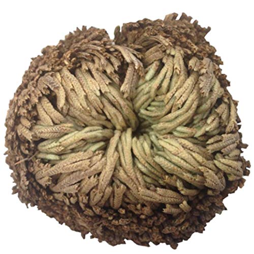 Selaginella Lepidophylla (Recondicionado Como Novo) Beito - Flores artificiais - selaginella, lepidophylla, recondicionado