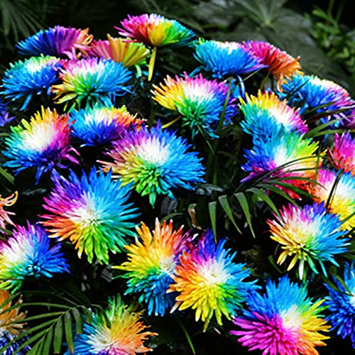 Sementes de Plantas Ornamentais HALOPPE 20 Peças Flores de Crisântemo Haloppe - Lâmpadas de plantas e flores - sementes, plantas ornamentais, haloppe, crisântemo