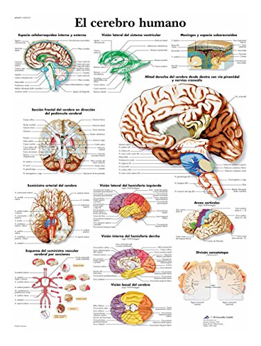 Póster de anatomia 3B Scientific Poster - Human Brain (Pós-Graduação) 3B Scientific - Pósteres, impressões e arte visual - anatomia, cérebro humano, poster