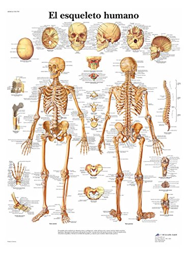 Póster Anatomia 3B Scientific - O esqueleto humano 3B Scientific - Pósteres, impressões e arte visual - anatomia, esqueleto humano, preto e branco