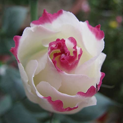 Flores de Exterior HALOPEPES 50 Unids Flores Plantas Semillas para la Plantación Haloppe - Lâmpadas de plantas e flores - flores, exterior, halopepes, semillas