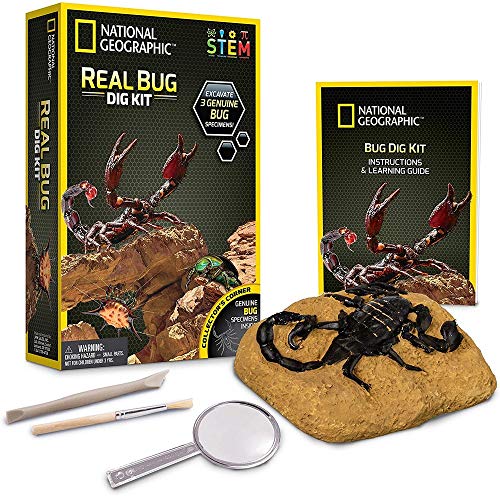 Jogo de Tabuleiro TOY PARTNER Escava e Descobre Insetos National Geographic - Brinquedos - escavação, descoberta, insetos, scolopendra
