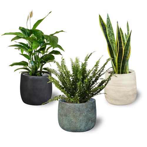 Conjunto de 3 Plantas Decorativas NATURALEZA Purificadoras do Ar: Sanseviera + Helecho de Boston + Lirio de Paz SMPLY PLANTS. - Plantas - purificador, sansevieria, helecho de boston, lirio da paz