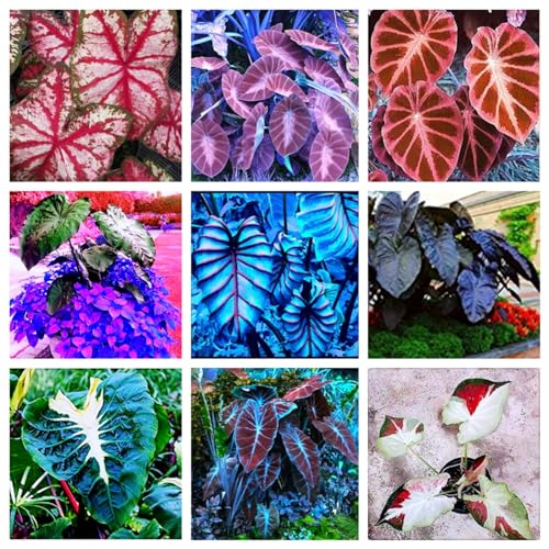 Bulbo de Alocasia 5 Unidades (Recondicionado Como Novo) MHTSNW - Lâmpadas de plantas e flores - bulbo, alocasia, 5 unidades, recondicionado, como novo