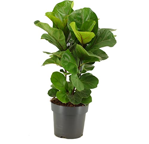 Planta Decorativa DECORATIVA Ficus lyrata (Verde - 40 cm) DECOALIVE - Casa e jardim - planta decorativa, ficus lyrata, verde, 40 cm, vaso