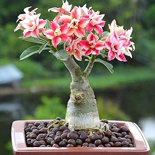 Sementes de Flores DAVIES GARDEN 100 Sementes de Rose Deserto Unids/Bolsa LovePlz - Lâmpadas de plantas e flores - sementes, flores, rose deserto