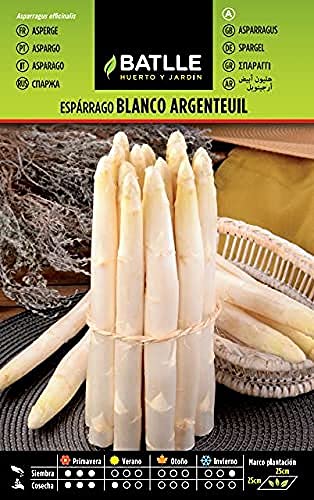 Sementes de Asparagus Branco Argenteuil 120-180 Sementes BATTLE BATLLE - Sementes - asparagus, branco, argenteuil, 120-180 sementes