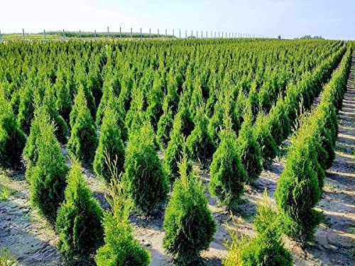 Plantas Verdes em Vaso THUJA SMARTAGD Conjunto de 100 Plantas Verdes Iglaco - Lâmpadas de plantas e flores - vaso, conjunto, 100 plantas