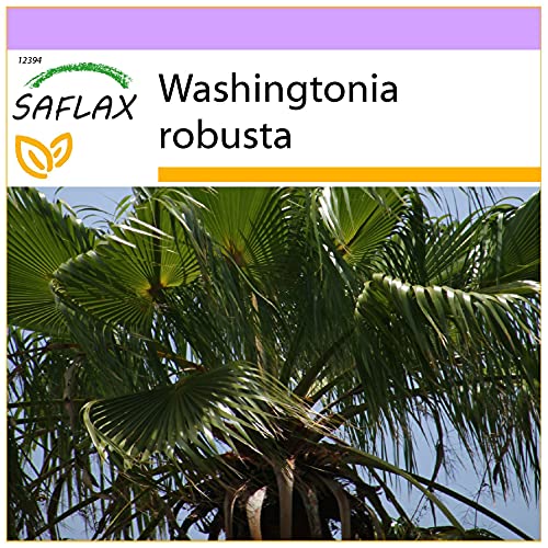 Semente de Plantas Ornamentais SAFLAX Palma de Fã de Washingtonia (12 sementes) SAFLAX - Lâmpadas de plantas e flores - plantas ornamentais, washingtonia, 12 sementes