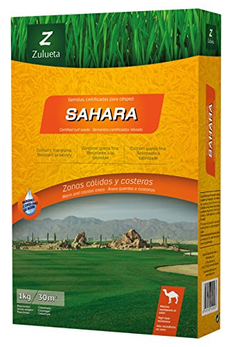 Sementes de Gramíneas Sahara Zulueta - 1 kg (Recondicionado Como Novo) Zulueta - Sementes - sementes, gramíneas, sahara zulueta, 1 kg, recondicionado