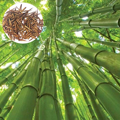 Sementes de Plantio, 200 Sementes Gigantes de Bambu para Jardin, Varanda, Granja, Campo ZHOUBAA - Lâmpadas de plantas e flores - bambu, jardin, varanda, granja, campo