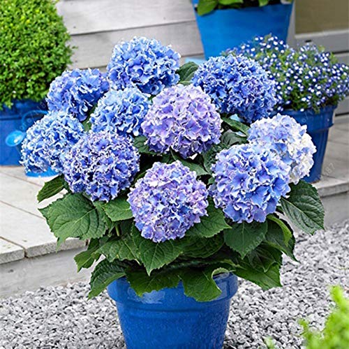 Sementes Hortenisa Azul 20 Sementes (Recondicionado Como Novo) Benoon - Lâmpadas de plantas e flores - sementes, hortenisa, azul