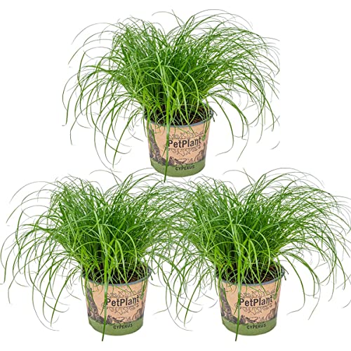 Planta decorativa de interior com flores de gato CYPERUS ZUMULA Bloomique - Lâmpadas de plantas e flores - decorativa, interior, flores de gato