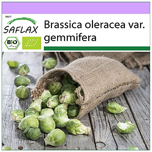 Sementes de Vegetais SAFLAX Coliflor Groninger (Brassica Oleracea) SAFLAX - Lâmpadas de plantas e flores - coliflor, groninger, brassica oleracea