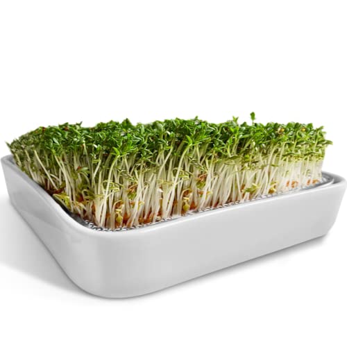 Colar ZELLGUT® Cultivo Berro (Cerâmica - Inox) ZELLGUT - Utensílios de Cozinha - cerâmica, inox, plantação em casa