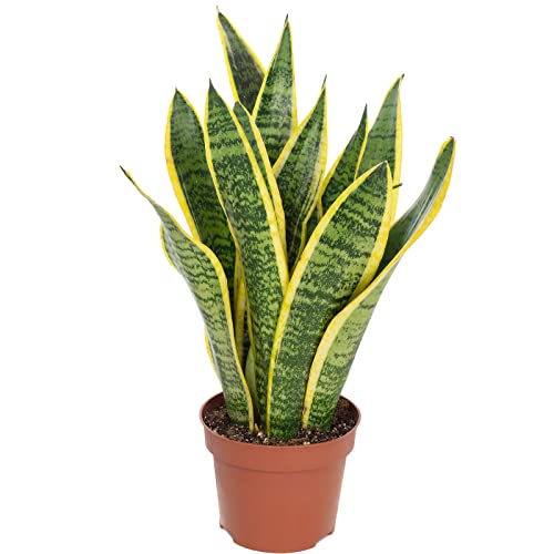 Sansevieria Trifasciata Laurentii (Plantas) Flowerbox - Plantas - 30 cm, 60 cm, verde, cinzento, castanho