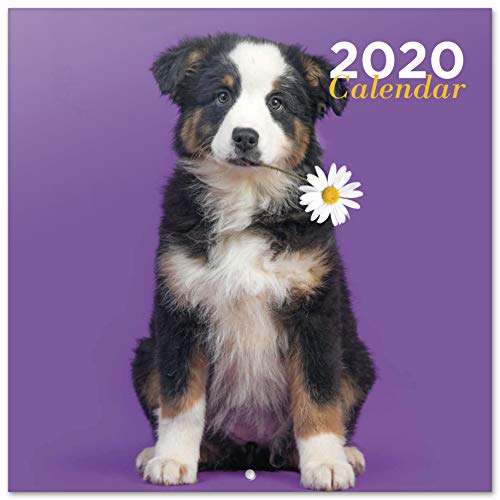 Calendário ERIK EDITORES de Parede para Cães 2020 ERIK - Calendários, organizadores e planejadores - calendário, parede, cães, 2020