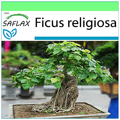 Semente de Planta Ornamental SAFLAX Ficus religiosa (Budha) SAFLAX - Lâmpadas de plantas e flores - ornamental, ficus religiosa, budha