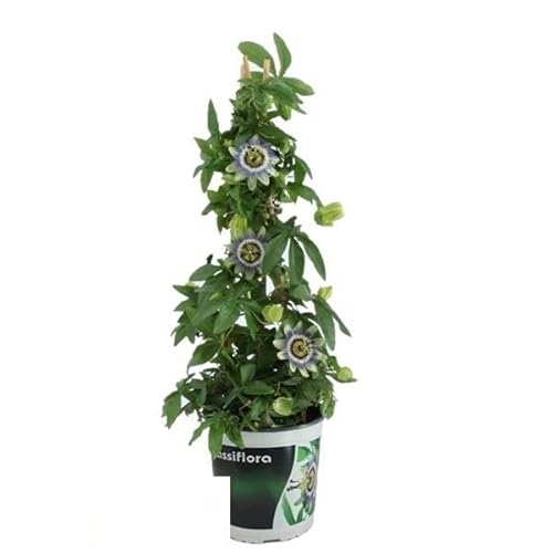 Planta Ornamental DECORAZION Flor Passion (Rosa - 30.5 cm) DECOALIVE - Plantas - rosa, 30.5 cm