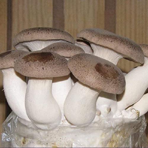 Sementes de Fungo Ostra LUOJUNY (100 peças) Luojuny - Lâmpadas de plantas e flores - fungo, 100 peças