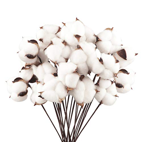 Ramos de Flores ART PLANET 20Pcs Ramo de Flores Secas Decoración Jarrones Rama Algodón Natural Flor Blanco Artificial Flores de Algodón para Boda Fiesta Hogar Mesa Macetero Terraza Balcon Larber - Casa e jardim - artificial, 20pcs, flor branco, natural