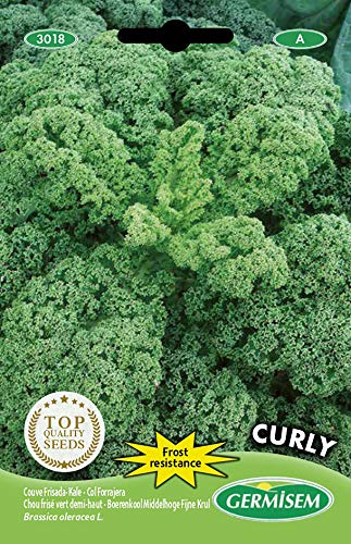Sementes de Ervas e Plantas GERMISEM Curly (3g) GERMISEM - Sementes - curvy, 3g, ervas, plantas