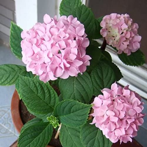 Sementes de Flores HALOPPE 20 Unids Flores de Hortensia Haloppe - Lâmpadas de plantas e flores - sementes, flores, hortensia