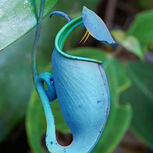 Sementes de Plantas Carnívoras HALOPPE 50 Unidades Haloppe - Lâmpadas de plantas e flores - sementes, plantas carnívoras, haloppe, 50 unidades