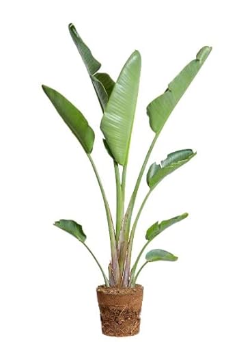 Planta Ornamental Decoalive Strelitzia 10cm DECOALIVE - Plantas - 10 cm, folhas verde-escuro, flores brancas, luz solar