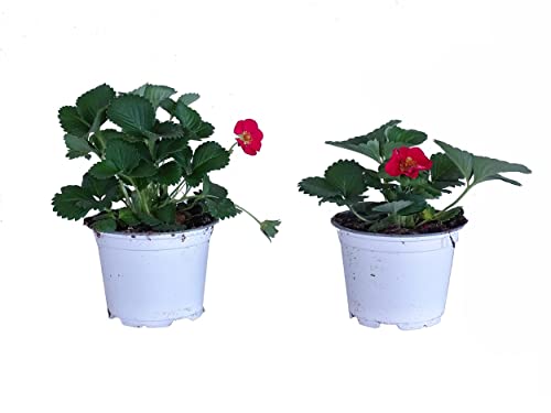 Plantas de Morango FRAGARIA VESCA (2 unidades) DECOALIVE - Plantas - plantas, morango, fragaria vesca, 2 unidades