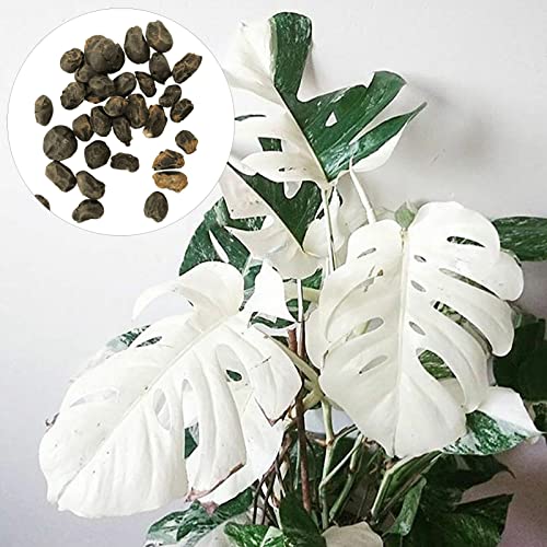 Sementes de Monstera Deliciosa Luojuny 30 Peças Luojuny - Lâmpadas de plantas e flores - sementes, monstera deliciosa, luojuny, 30 peças