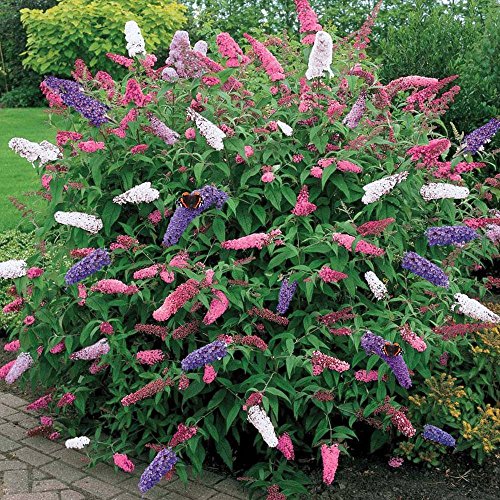 Plantas de Flores BUDDLEIA Tricolor (3 Un) Gardener's Dream - Lâmpadas de plantas e flores - tricolor, buddleia, 3 unidades