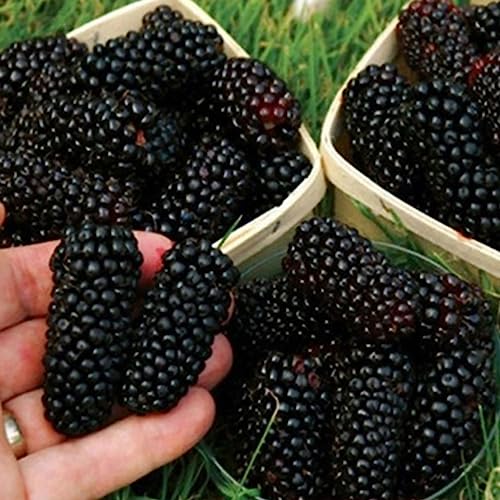 Sementes de Plantas Frutíferas Gigantes LUOJUNY Luojuny - Lâmpadas de plantas e flores - frutíferas, gigantes, saudáveis, 100 sementes