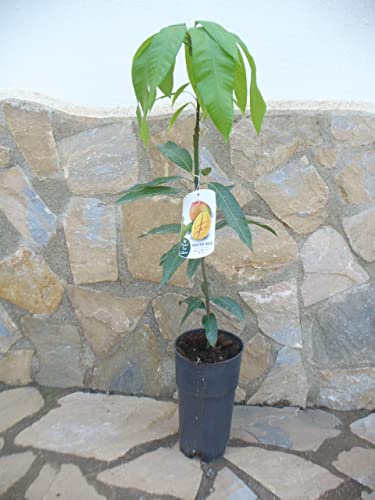 Planta Ornamental GREENICE Mangifera Indica (Mango) Jardines de Jaravia - Flores artificiais - 60 cm, 90-110 cm, fácil de cuidar, decorativa