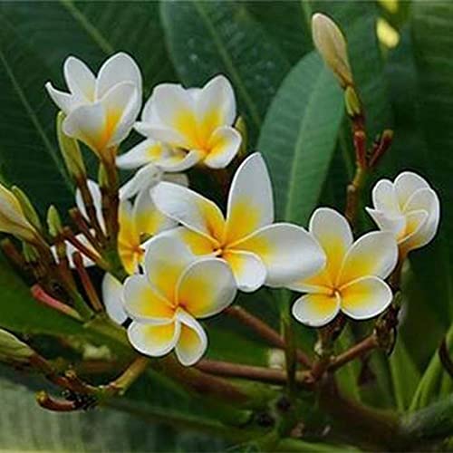 Sementes de Flores ROTYROYA Plumeria (100 Un) Rotyroya - Lâmpadas de plantas e flores - sementes, flores, rotyroya, plumeria, 100 un