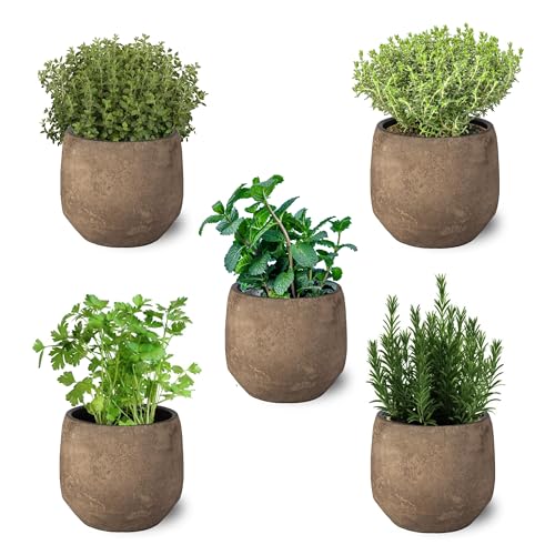 Conjunto de 5 Plantas Aromáticas NATURALEZA Y FLORES Perejil, Menta, Romero, Tomillo e Orégano SMPLY. - Plantas - conjunto, plantas aromáticas, perejil, menta, romero, tomillo, orégano
