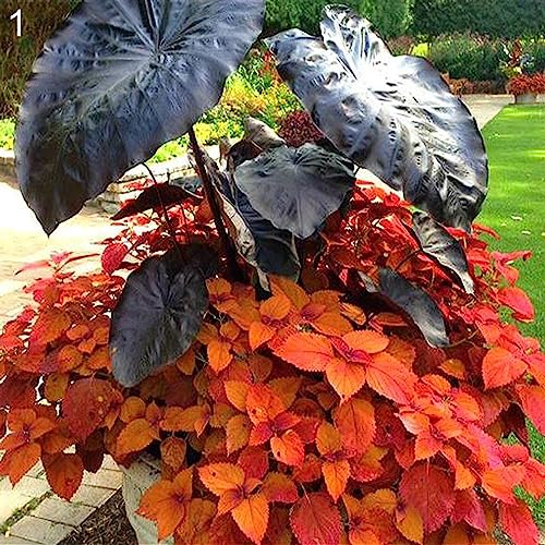Sementes de Alocasia Elephant Ear Luojuny Luojuny - Lâmpadas de plantas e flores - alocasia, pele de elefante, sementes