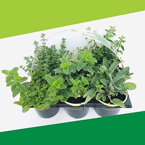 Kit de Plantas Aromáticas MIX NATURALS (6 unidades) DECOALIVE - Plantas - 6 unidades, plantas aromáticas, naturais, comestíveis